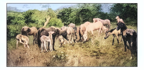 古董画照片:马图片下载