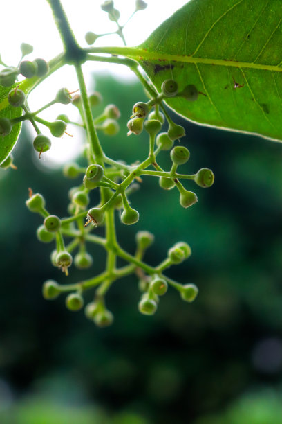 水果或花朵的特写照片图片下载