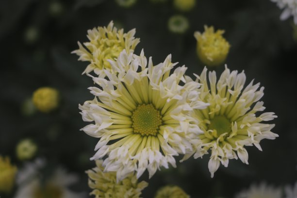 菊花盛开图片下载