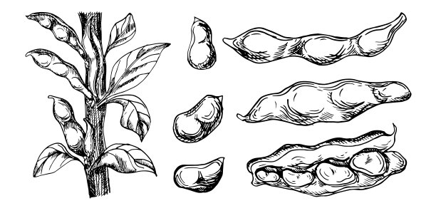 设置与绿豆植物矢量插图隔离在白色。红肾墨手绘。豆荚与叶黑白图形。种植大豆。用于设计包装、菜式配料、包装图片下载