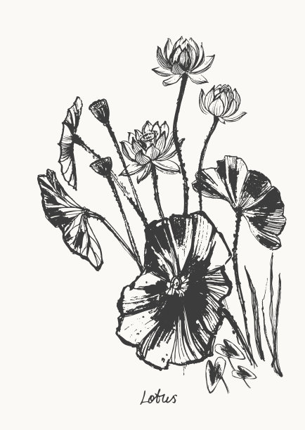 手绘水墨画荷花、花蕾、叶、枝图片下载