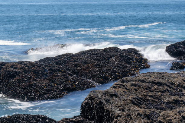 植物的海滩图片下载