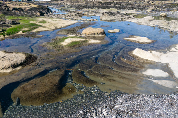 植物的海滩图片下载