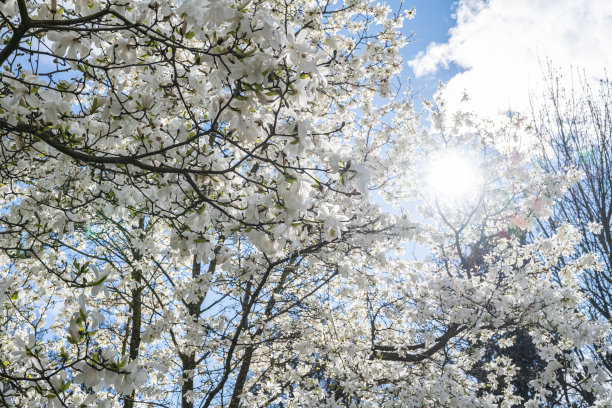 在一个阳光明媚的春日里，城市花园里白色开花的树木。康斯坦茨，康斯坦茨湖，巴登-符腾堡州，德国，欧洲。图片下载