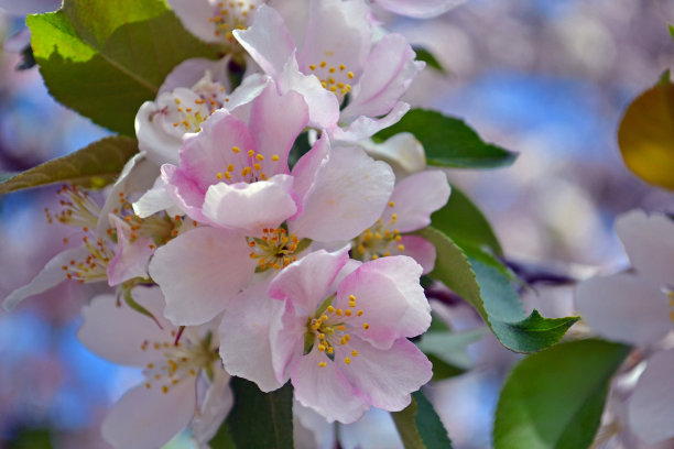 一棵苹果树上的粉红色花朵图片下载