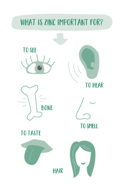锌在免疫，细胞功能和健康中的重要作用，通过这个简洁的平面设计信息图。探索它对新陈代谢、DNA合成和认知健康的影响。图片下载