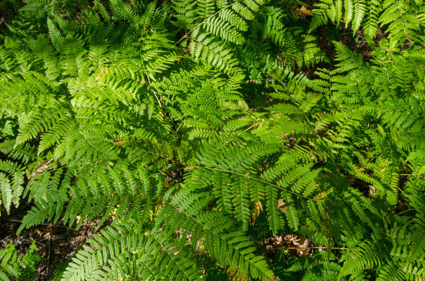 图片岩石NL -蕨类植物沿着小径到Au Sable灯塔图片下载