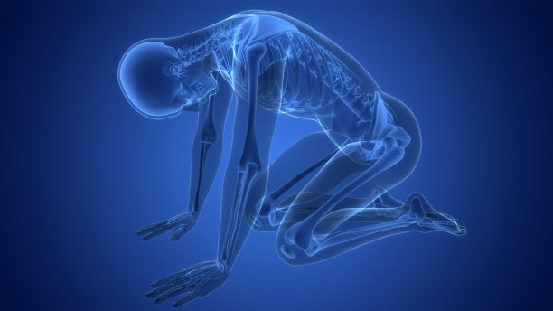 Human Skeleton System Bone Joints Anatomy图片下载