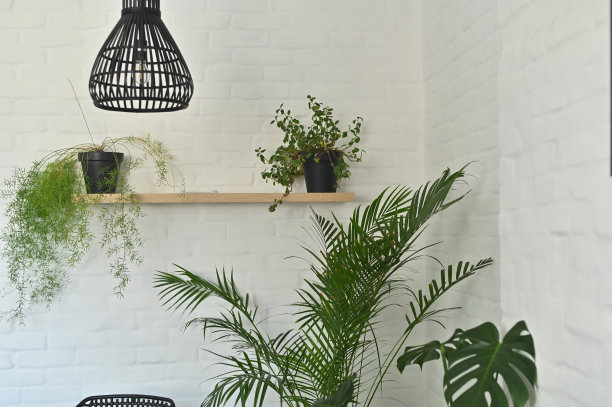 室内有绿色植物的时尚房间图片下载