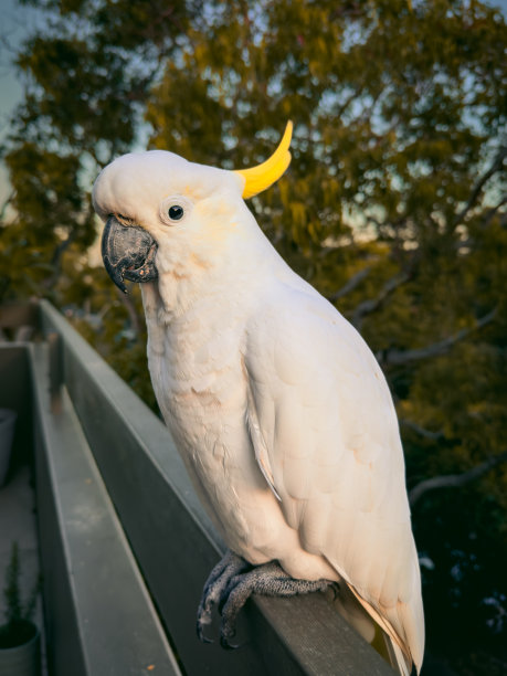 白凤头鹦鹉。澳大利亚的鹦鹉。图片下载