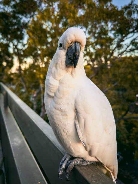白凤头鹦鹉。澳大利亚的鹦鹉。图片下载