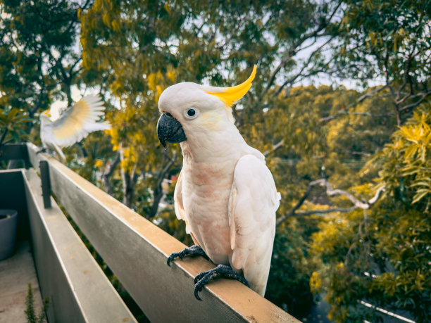 白凤头鹦鹉。澳大利亚的鹦鹉。图片下载