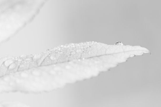 一张黑白照片，上面有一片叶子和一滴雨滴图片下载