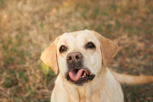 在一张特写照片中，一只拉布拉多猎犬抬起头来，它的舌头顽皮地伸出来图片下载