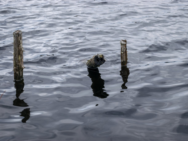 抽象的图片与树枝和倒影在水中图片下载