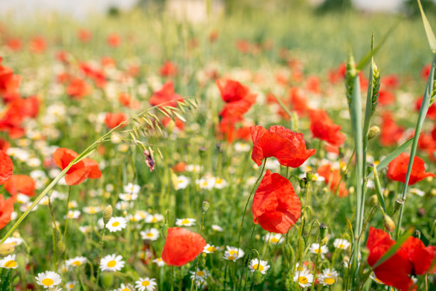 红色罂粟花的海洋，在白色无味的黄色洋甘菊花之间。这张照片散发着正能量，在阳光下拍摄很有装饰性。照片适合作为养生区的墙面装饰。图片下载