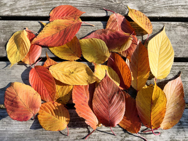 秋叶和落叶图片下载