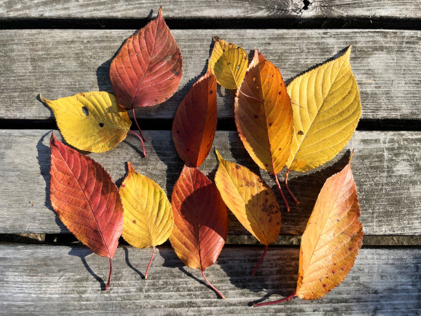 秋叶和落叶图片下载