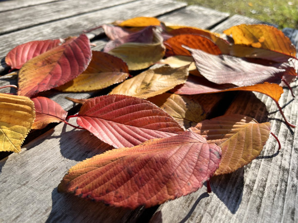 秋叶和落叶图片下载