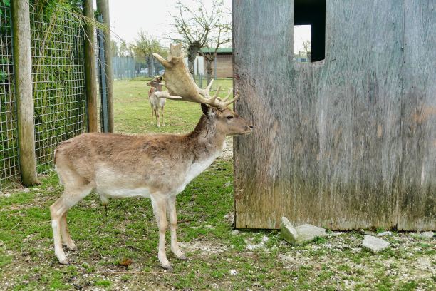 鹿在森林里，照片作为背景图片下载