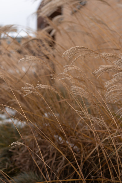 高大的金黄色的草秆在寒风中弯曲，地上有草和雪。图片下载