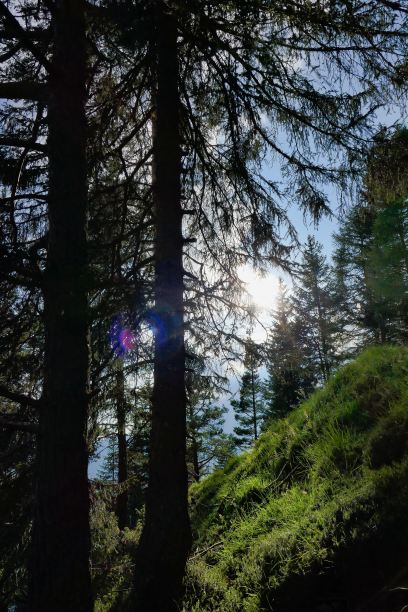 森林中的小路，照片为背景，照片为背景，在白云石山脉，秋天在意大利图片下载