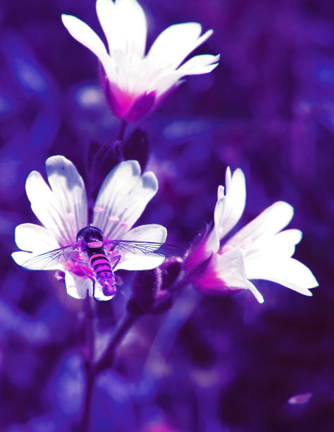 白色脆弱花朵和蜜蜂的童话春/夏奇幻之夜图片下载