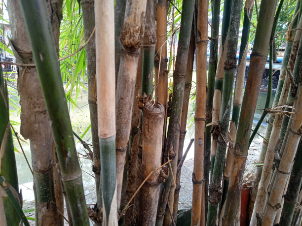 河边竹子的特写照片图片下载