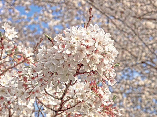 樱花盛开图片下载