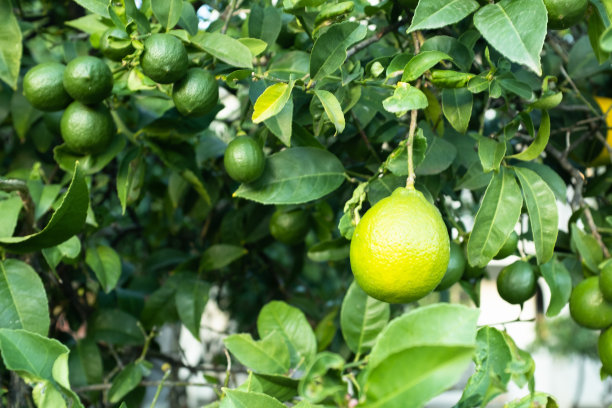 花园里的柑橘树，特写。在树枝上催熟柠檬。橘子生长的背景出版物，海报，日历，帖子，屏幕保护程序，壁纸，封面，网站。高质量照片图片下载