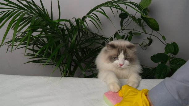 一只戴黄手套的手和一只猫。图片下载