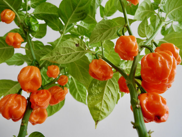 巴哈马山羊胡椒植物对白色墙壁的阳台。图片下载