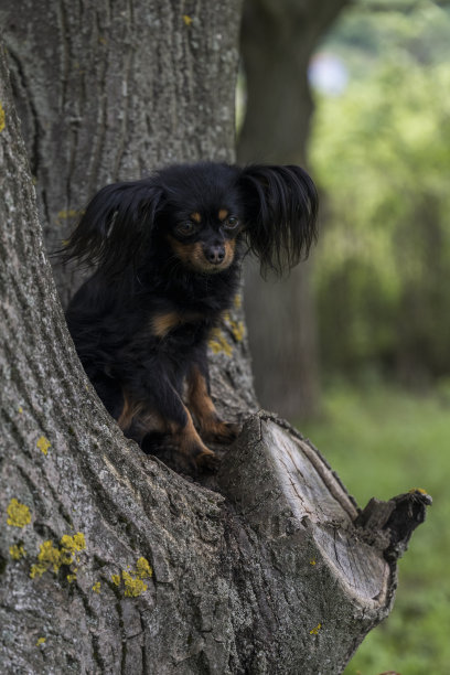 一只可爱的黑色俄罗斯长毛Toi梗狗的特写照片，它坐在一棵树上为摄影师摆姿势。图片下载