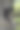 一只可爱的黑色俄罗斯长毛Toi梗狗的特写照片，它坐在一棵树上为摄影师摆姿势。图片下载