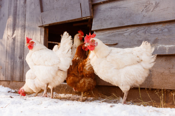 冬季在生态家禽农场散步的鸡，自由放养的养鸡场图片下载
