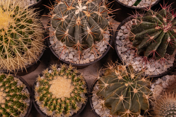 温室里盆栽的仙人掌图片下载