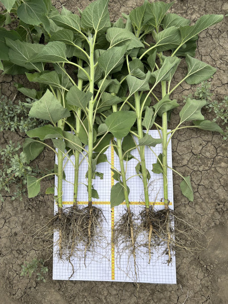 向日葵躺在白色的药片上，控制生长。图片下载