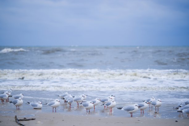 这张照片拍摄的是冬天科洛布热格海滩上的海鸥，一月份，它们面对着北风和汹涌的大海。图片下载
