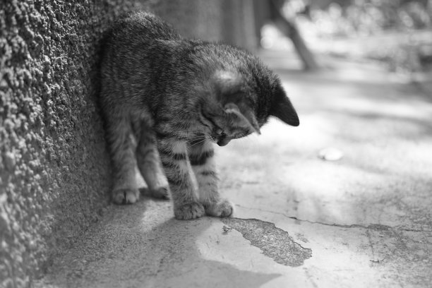 在一个阳光明媚的日子里，一只虎斑猫看着一只蚂蚁。黑白照片。图片下载