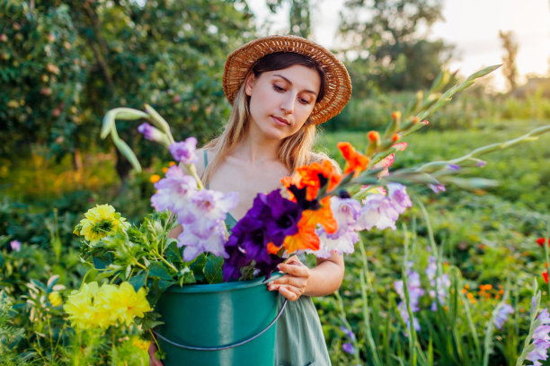 女园丁在水桶里用水采摘剑兰大丽花。在夕阳下的夏日花园里收获。切花生意图片下载