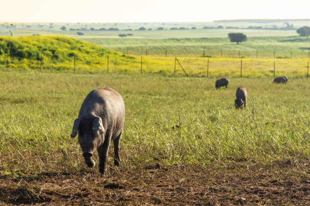 晨光:伊比利亚猪在草地上活动。图片下载