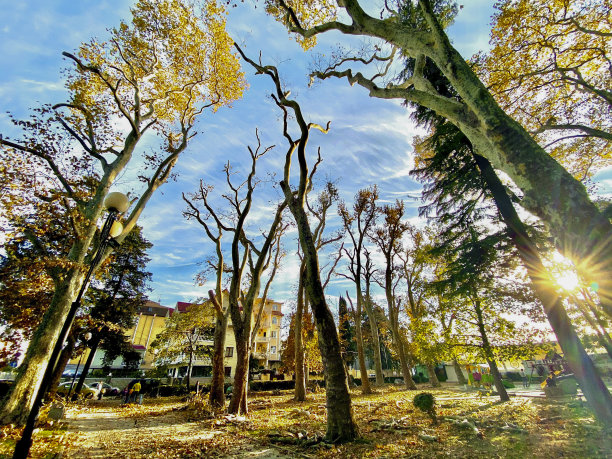 秋天的城市公园里的树木，照片作为背景，数码影像图片下载