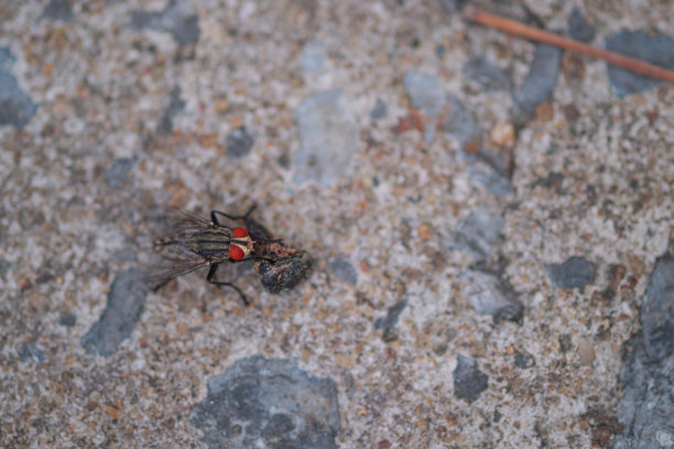 一种吃地板上腐烂的东西的灰色大苍蝇。图片下载