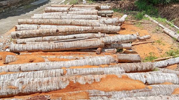 一堆椰子树干图片下载