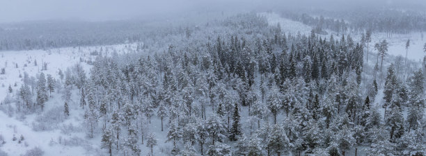 斯堪的纳维亚松树森林大雪的空中全景照片图片下载