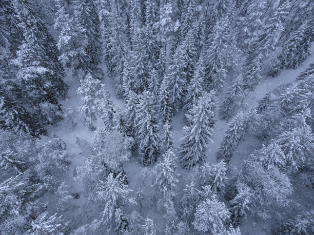 斯堪的纳维亚松树林中大雪的航拍照片。自上而下的照片图片下载