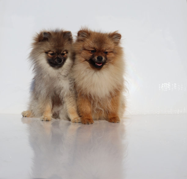 采购产品波美拉尼亚，波美拉尼亚，狗，狗图片，可爱的狗图片，BOO，迷你斯皮兹，很多皮毛，可爱的脸，狗看，可爱的小狗图片，小狗，小狗，婴儿，照片图片下载