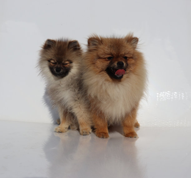 采购产品波美拉尼亚，波美拉尼亚，狗，狗图片，可爱的狗图片，BOO，迷你斯皮兹，很多皮毛，可爱的脸，狗看，可爱的小狗图片，小狗，小狗，婴儿，照片图片下载