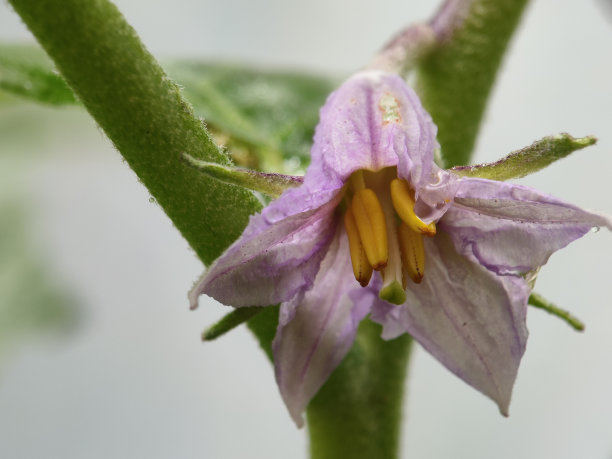 茄子属花果植物图片下载
