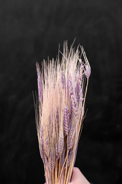 黑色背景上的粉色花束图片下载